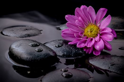 The flower on river stones spa treatment scene on black background zen like concepts.