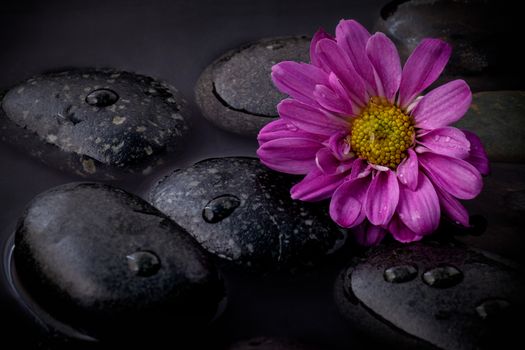 The flower on river stones spa treatment scene on black background zen like concepts.