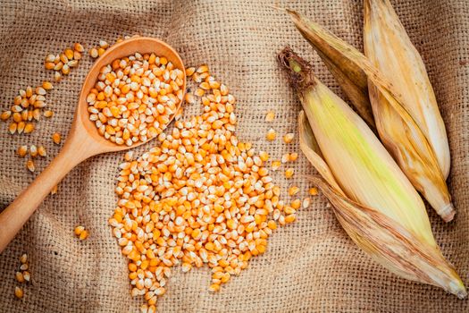 Grains of ripe corn in the wooden spoon with dried sweet corn on hemp sacks background .