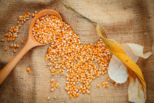 Grains of ripe corn in the wooden spoon with dried sweet corn on hemp sacks background .