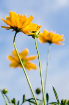 Daisy flowers. Yellow flowers against blue sky