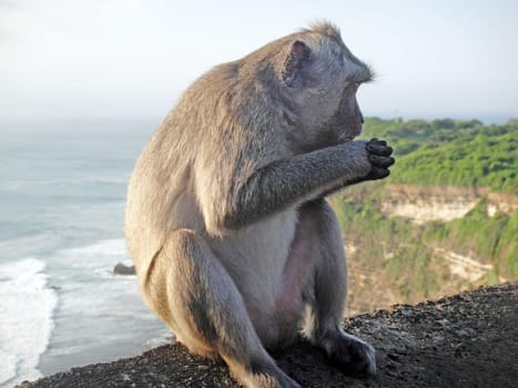 Monkeys in Indonesia
