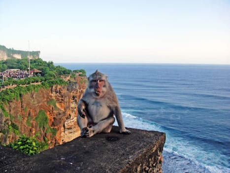Monkeys in Indonesia
