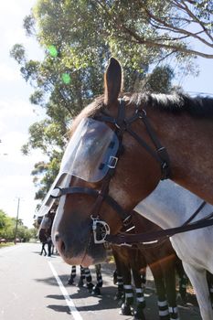 MELTON, VICTORIA/AUSTRALIA - NOVEMBER 2015: Anti Racism protesters violently clashed with reclaim australia groups rallying agsint Mulsim immigration.