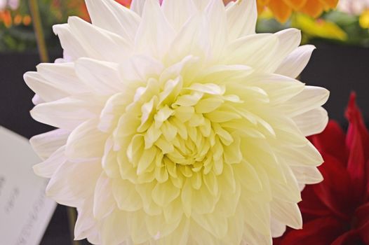 Flower art
