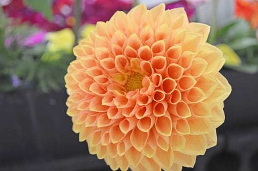 Flower Art