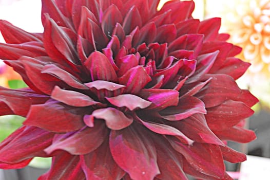 Flower Art