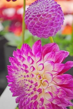 Flower Art