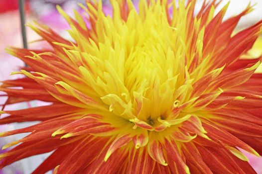 Flower Art