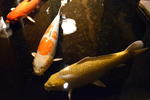 Nishiki-Goi,Japanese carp