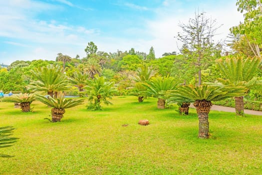 Funchal, Portugal - June 03, 2013: Botanical garden "Jardim Botanico" in Funchal, Madeira. A famous tourist destination on the island Madeira.