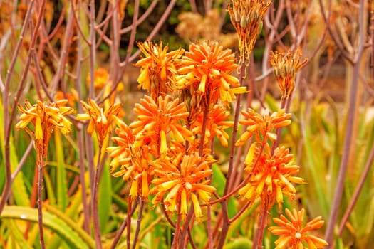 Colorful cactus blossom - vibrant colors, red and yellow