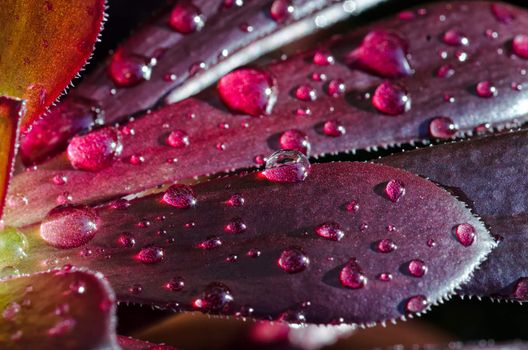 Waterdrops on an aeonium succulent in close up / macro shot