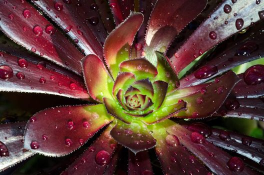 Waterdrops on an aeonium succulent in close up / macro shot