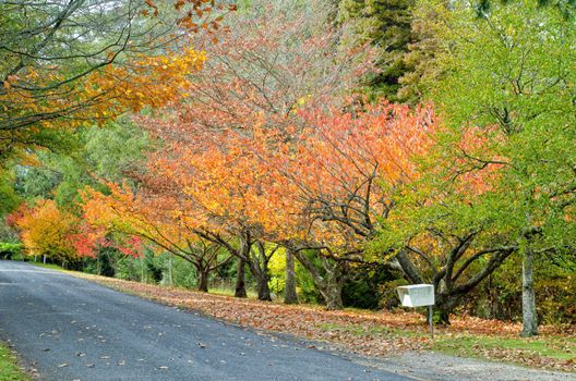 Mt Wilson Autumn Scene with yellow orange trees display