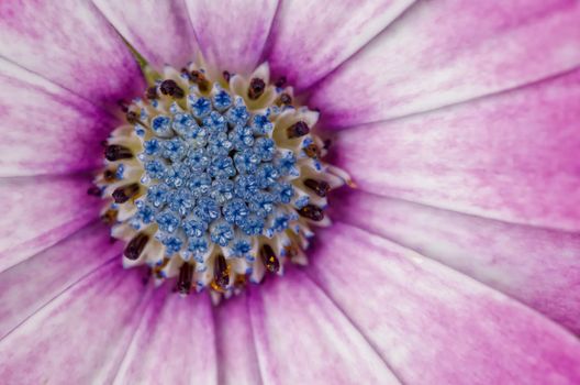 Osteospermum African Daisy close-up/macro