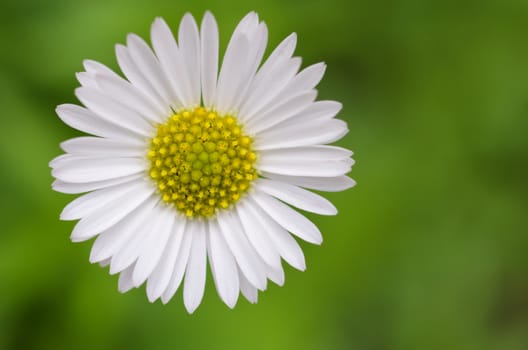 Osteospermum African Daisy close-up/macro