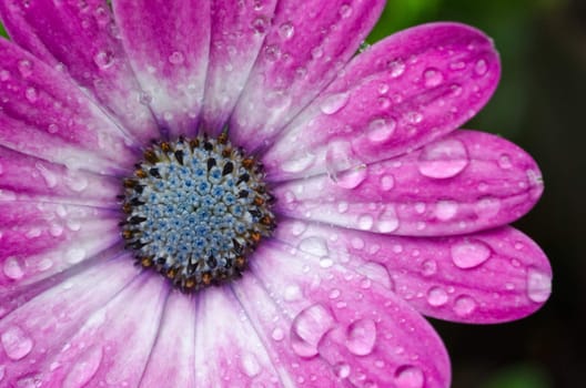 Osteospermum African Daisy close-up/macro