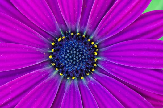 Osteospermum African Daisy close-up/macro