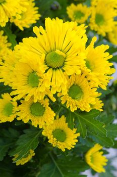 Vibrant Chrysanthemum Daisies Blomming in close-up macro shot