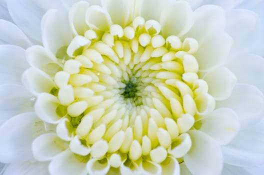 Vibrant Chrysanthemum Daisies Blomming in close-up macro shot