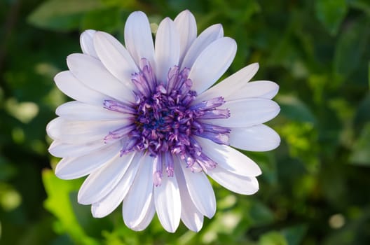 Osteospermum African 3D Daisy close-up/macro