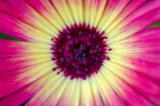 Chrysanthemum, Mini Daisy in close-up / macro shot