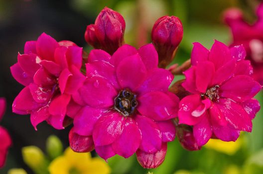 Kalanchoe / Succulent blooming in close up / macro shot