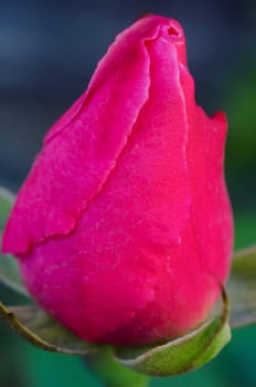 A close up / macro shot of a pink rose bud