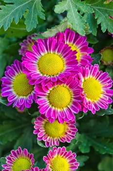 Vibrant Chrysanthemum Daisies Blomming in close-up macro shot