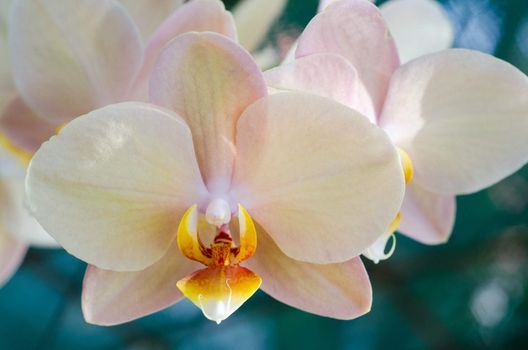 Close-up creamy / white Phalaenopsis Orchid