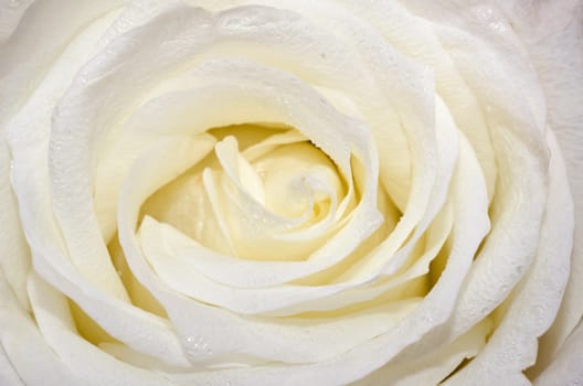 White Rose in close up / macro shot