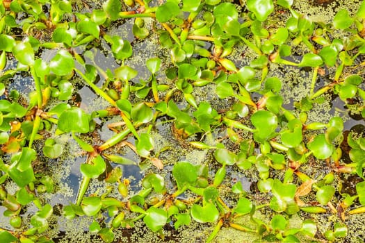 background pattern backdrop picture of leaves of green water fern, floating in a garden pond, smooth water surface