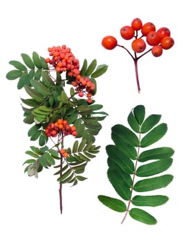 Rowan branch, leaf and detail of fruit.