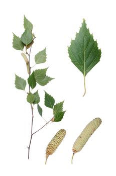 Birch twig, detail of leaf and two aments.