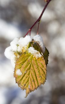 Leaves Covered in Snow close up macro image.