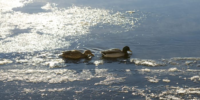 Mallards in Icy River with some mist.