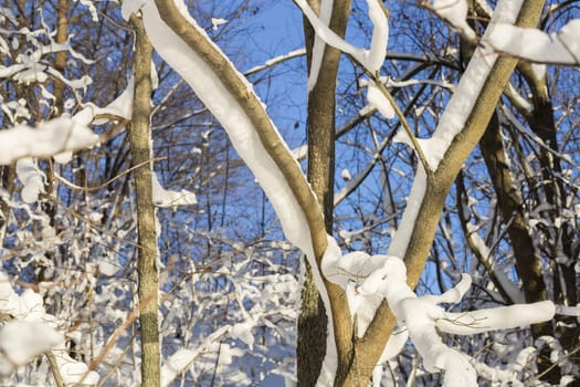 Tree Covered in Snow with a clear blue sky behind.