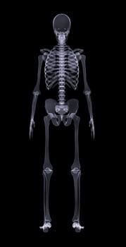 Human skeleton standing on black background, rear view