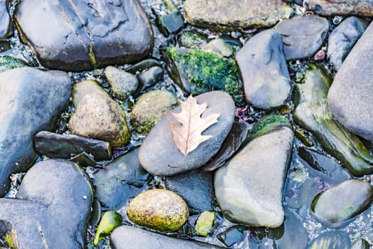 Small rocks and leaf on them on the beach