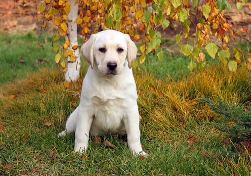 a nice yellow labrador puppy playing in green grass in autumn