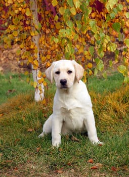 the nice yellow labrador puppy playing in green grass in autumn
