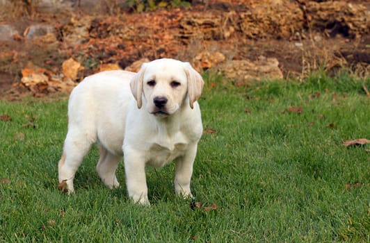 nice yellow labrador puppy playing in green grass in autumn