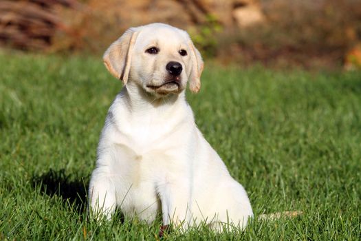 little nice yellow labrador puppy playing in green grass in autumn