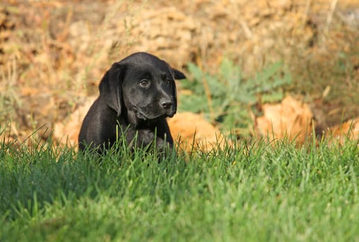 little nice black labrador puppy playing in green grass in autumn