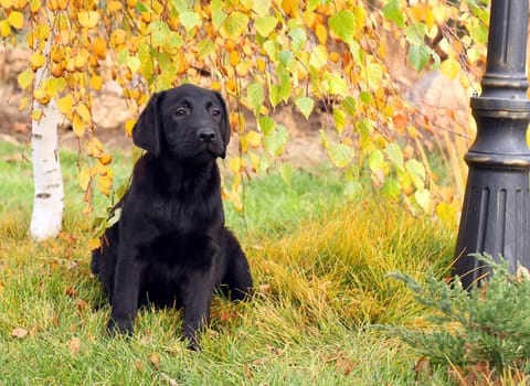 a little nice black labrador puppy playing in green grass in autumn