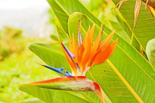 Strelitzia Reginae, a bird of paradise