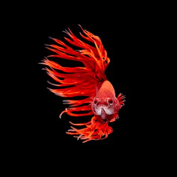 Betta fish, siamese fighting fish, betta splendens  isolated on black background