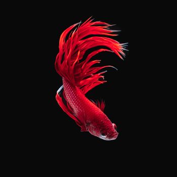 Betta fish, siamese fighting fish, betta splendens  isolated on black background