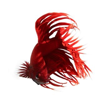 Betta fish, siamese fighting fish, betta splendens  isolated on black background